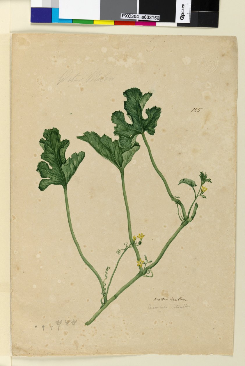Side 155. Vandmelon, ca. 1803-06 (wc, pen, blæk og blyant) af John William Lewin