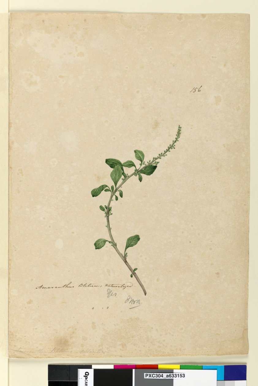 Side 156. Amaranthus Blitum, c.1803-06 (wc, pen, blæk og blyant) af John William Lewin