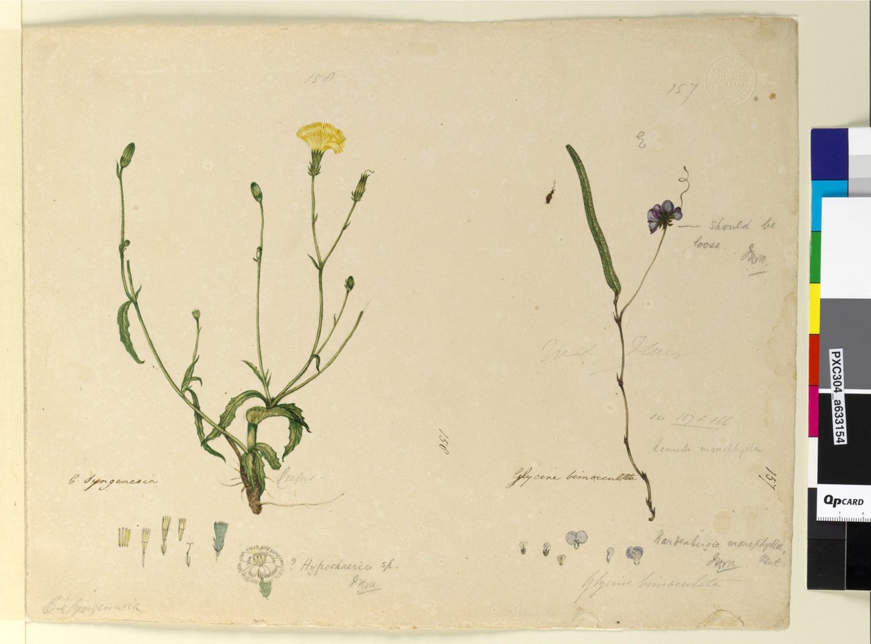 Side 157. Hardenbergia monophyllaHardenbergia violacea; 158. Hypochaeris, ca. 1803-06 (wc, kuglepen, blæk og blyant) af John William Lewin