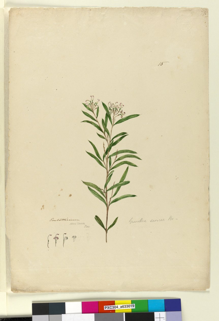 Side 15. Grevillea sericea, ca. 1803-06 (wc, kuglepen, blæk og blyant) af John William Lewin