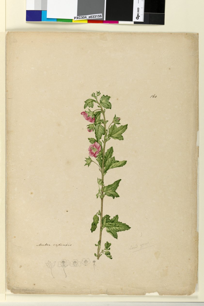 Side 160. Malva capensis, c.1803-06 (wc, pen, blæk og blyant) af John William Lewin