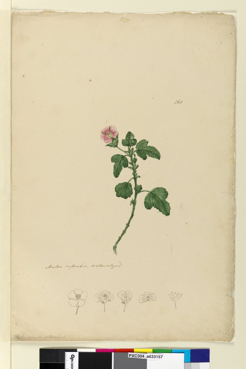 Side 161. Malva capensis, ca. 1803-06 (wc, kuglepen, blæk og blyant) af John William Lewin
