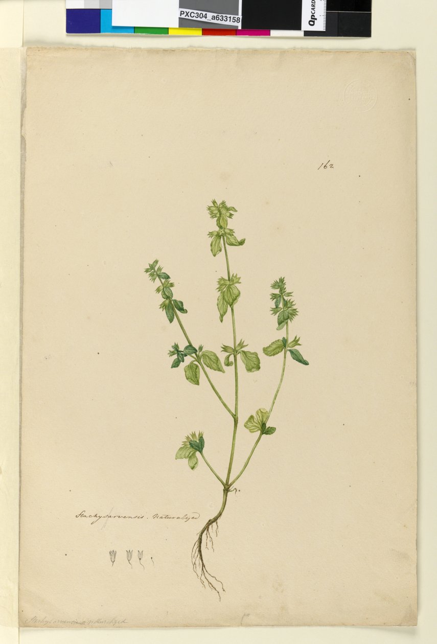 Side 162. Stachys arvensis, c.1803-06 (wc, pen, blæk og blyant) af John William Lewin