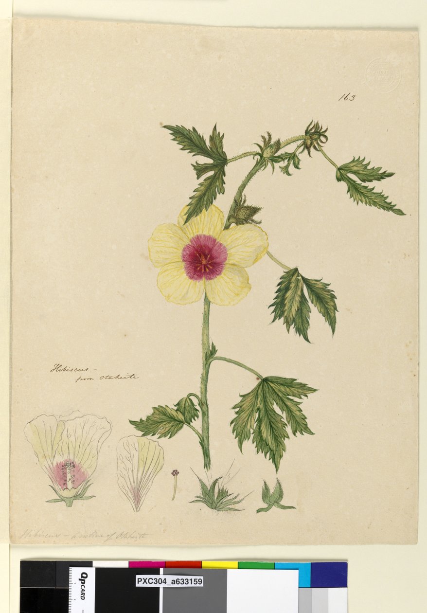 Side 163. Hibiscus, ca. 1803-06 (wc, pen, blæk og blyant) af John William Lewin