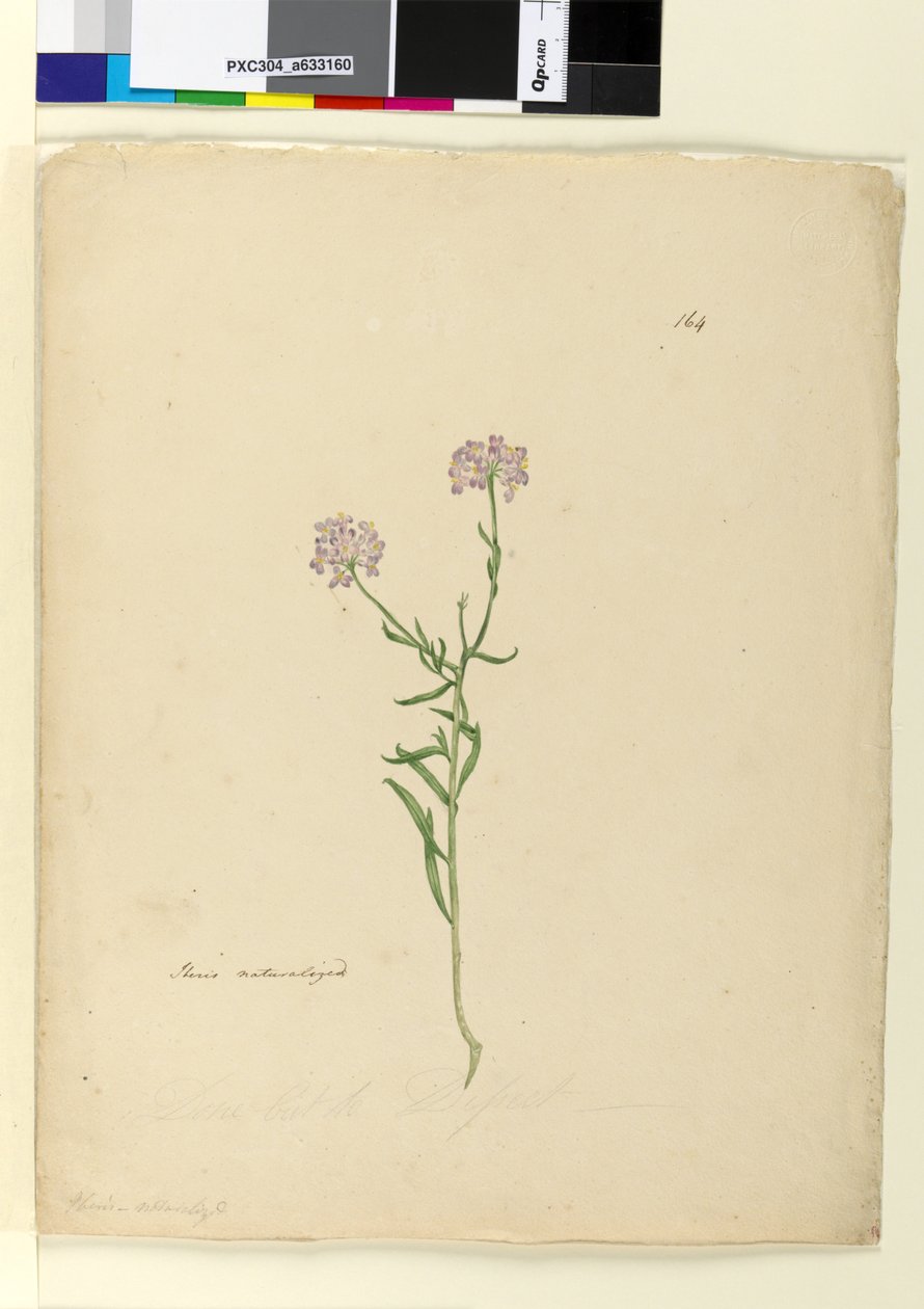 Side 164. Iberis naturaliseret, c.1803-06 (wc, pen, blæk og blyant) af John William Lewin