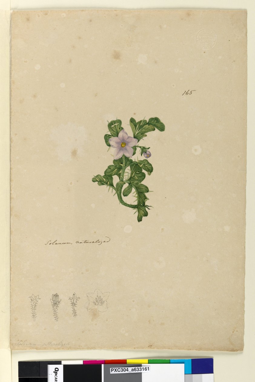 Side 165. Solanum naturaliseret, c.1803-06 (wc, kuglepen, blæk og blyant) af John William Lewin