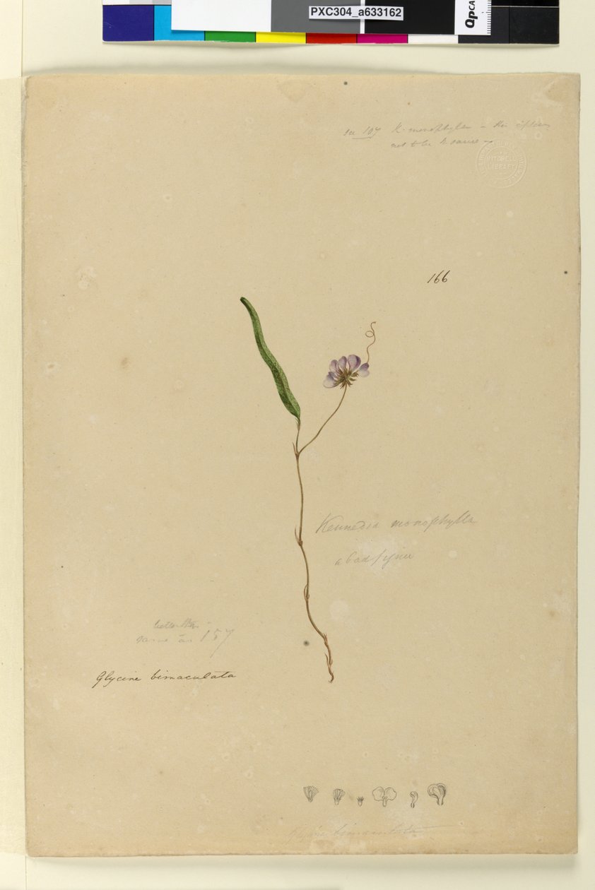 Side 166. Kennedia monophyllaHardenbergia violacea, c.1803-06 (wc, pen, blæk og blyant) af John William Lewin