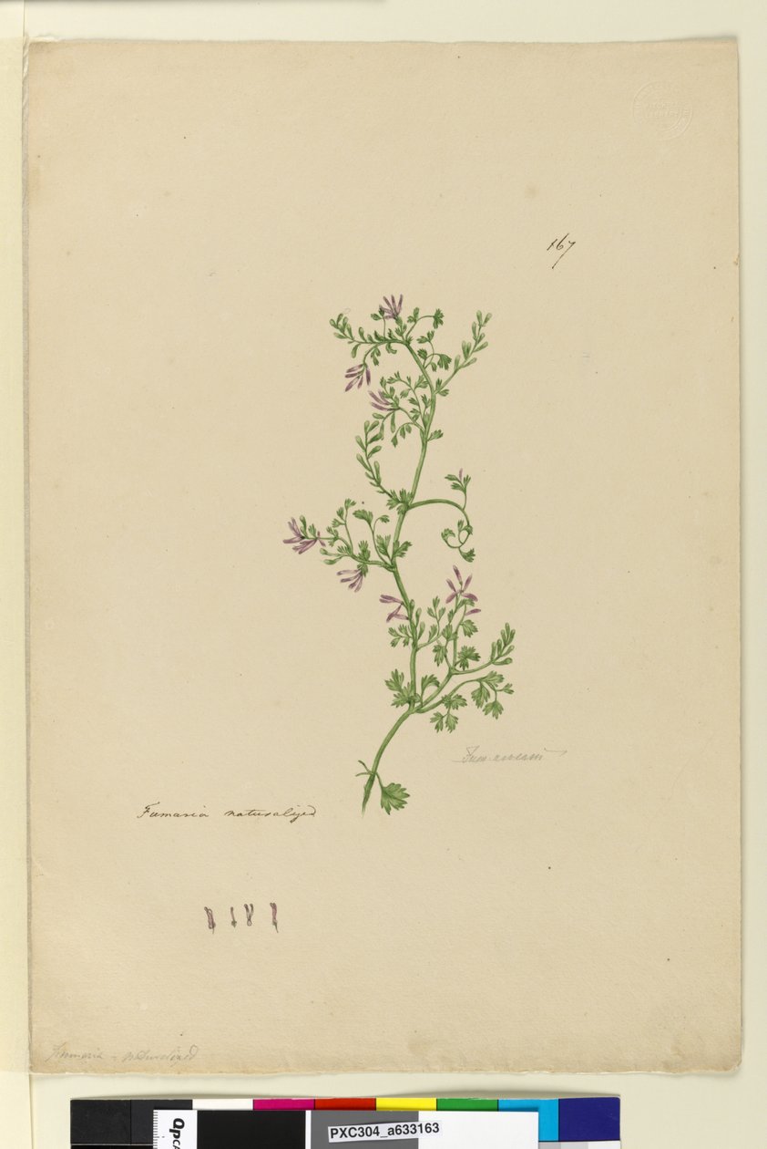 Side 167. Fumaria naturaliseret, c.1803-06 (wc, pen, blæk og blyant) af John William Lewin