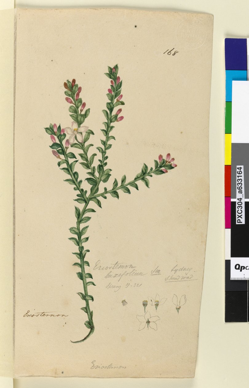 Side 168. Eriostemon buxifolium, ca. 1803-06 (wc, pen, blæk og blyant) af John William Lewin
