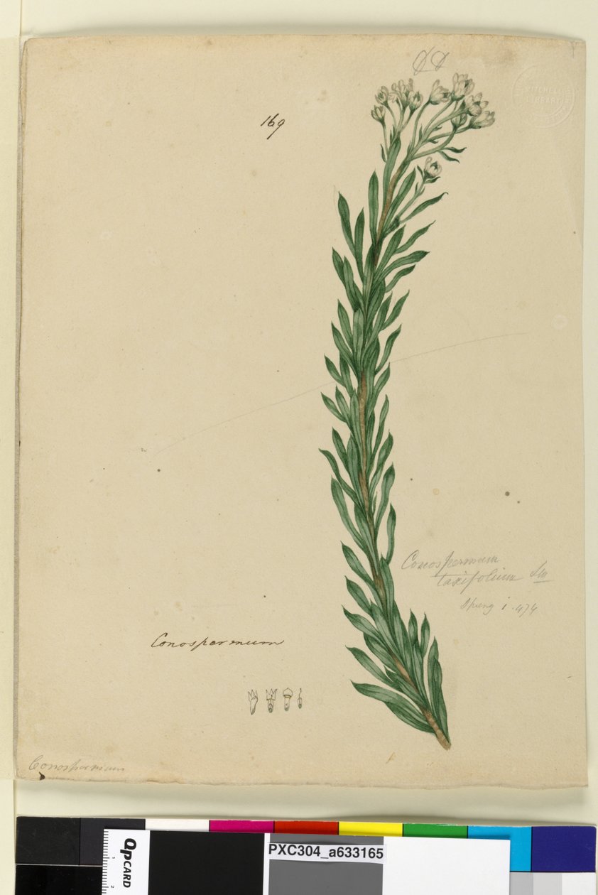 Side 169. Conospermum taxifolium, c.1803-06 (wc, pen, blæk og blyant) af John William Lewin