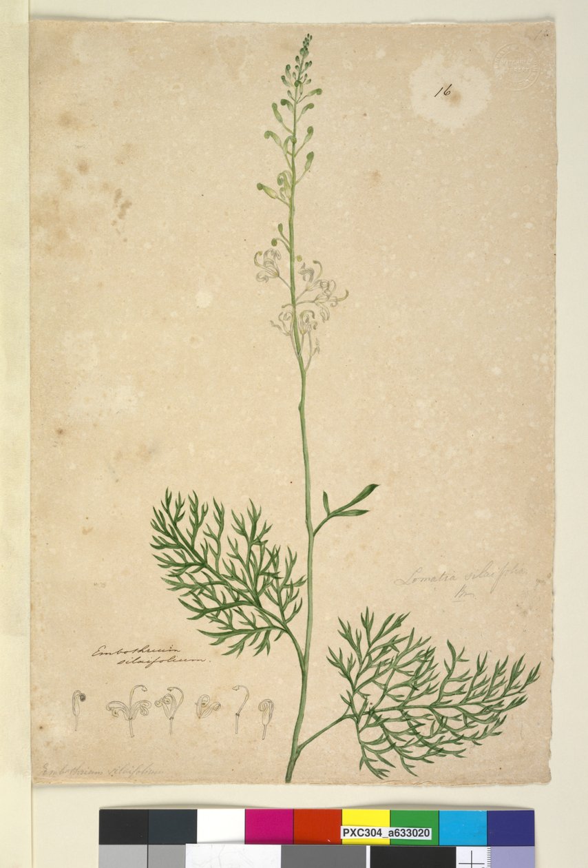Side 16. Lomatia silaifolia, c.1803-06 (wc, pen, blæk og blyant) af John William Lewin