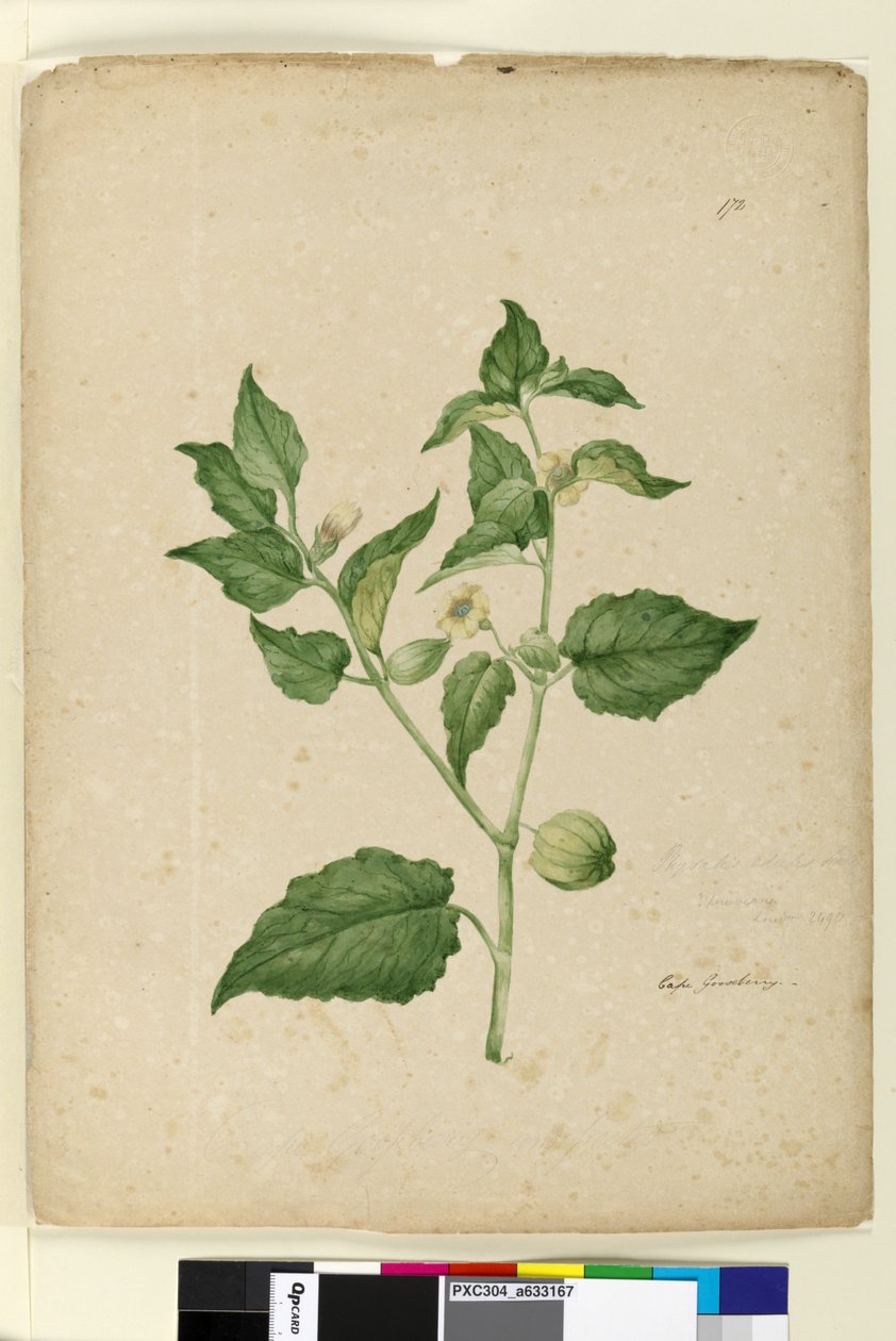 Side 172. Physalis edulis, ca. 1803-06 (wc, pen, blæk og blyant) af John William Lewin