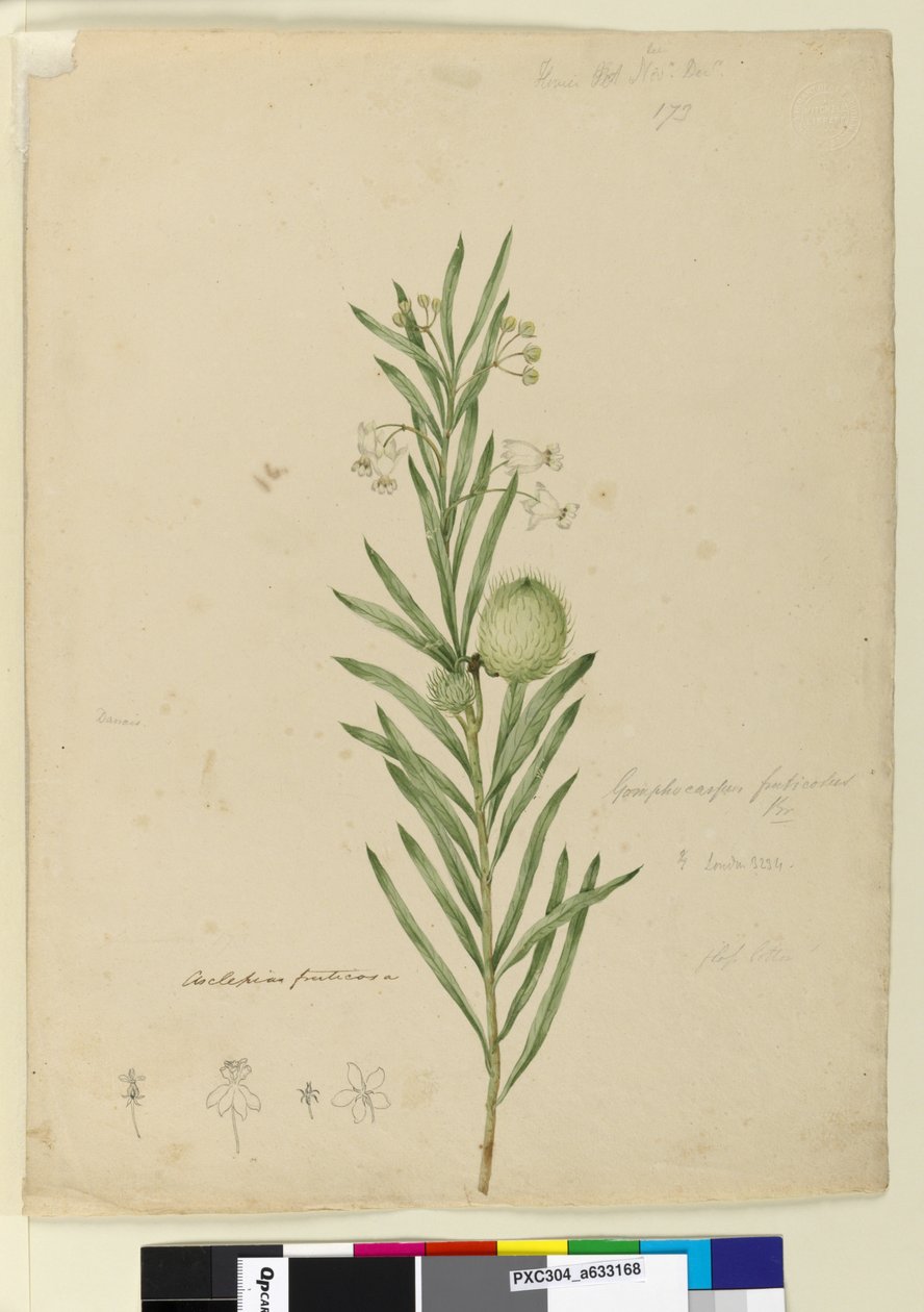 Side 173. Asclepias fruticosa, ca. 1803-06 (wc, pen, blæk og blyant) af John William Lewin