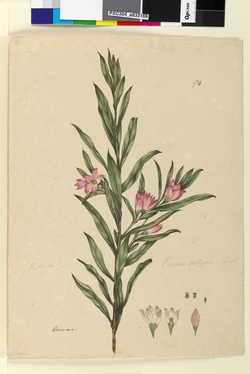 Side 174. Crowea saligna, ca. 1803-06 (wc, kuglepen, blæk og blyant) af John William Lewin