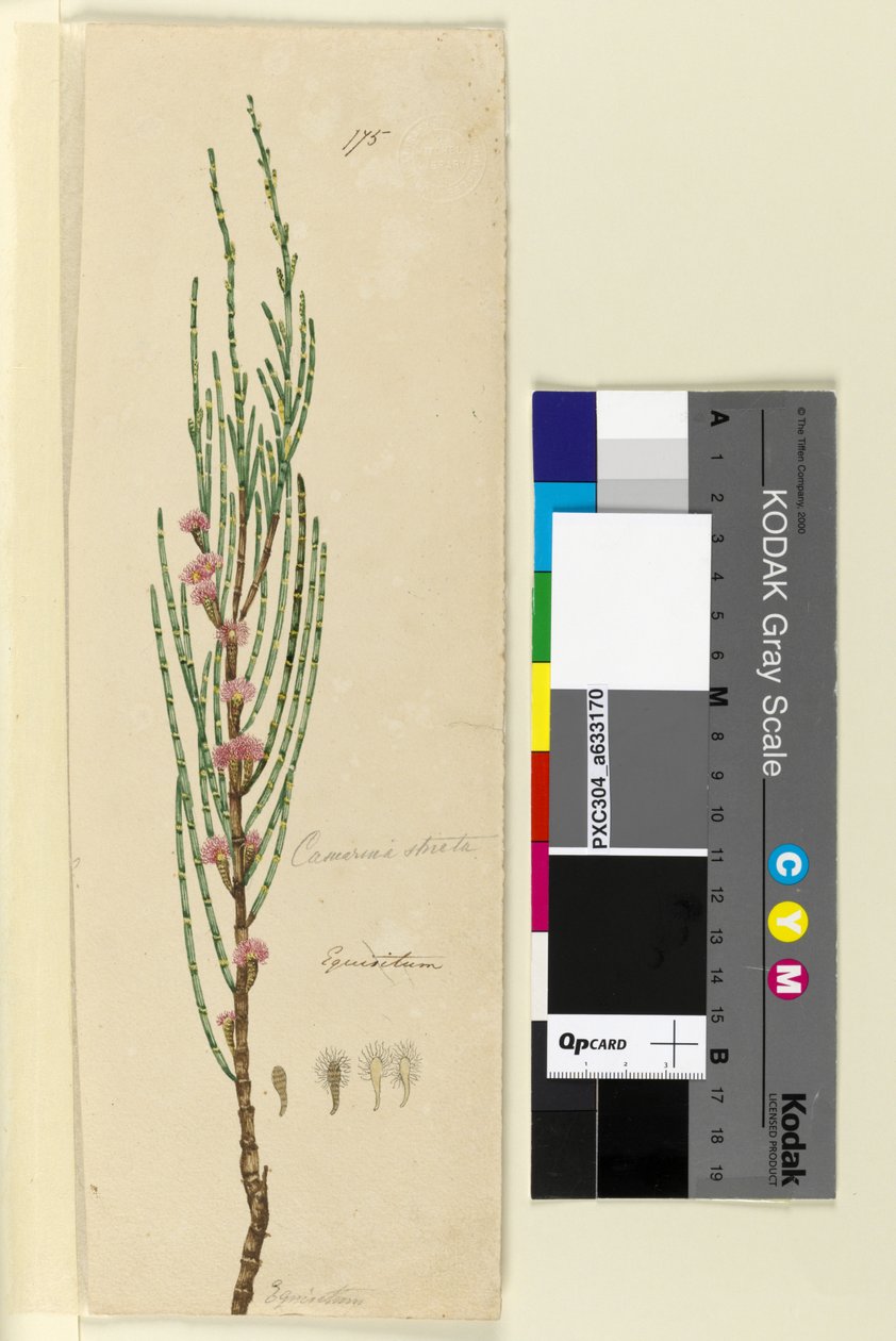 Side 175. Casuarina stricta Allocasuarina verticillata, c.1803-06 (wc, kuglepen, blæk og blyant) af John William Lewin