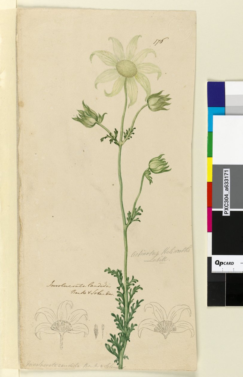 Side 176. Actinotus Helianthe, ca. 1803-06 (wc, pen, blæk og blyant) af John William Lewin