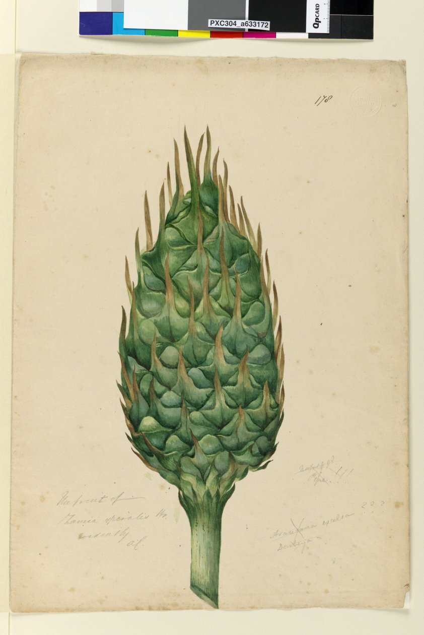 Side 178. Frugten af Zamia spiralis, ca. 1803-06 (wc, pen, blæk og blyant) af John William Lewin
