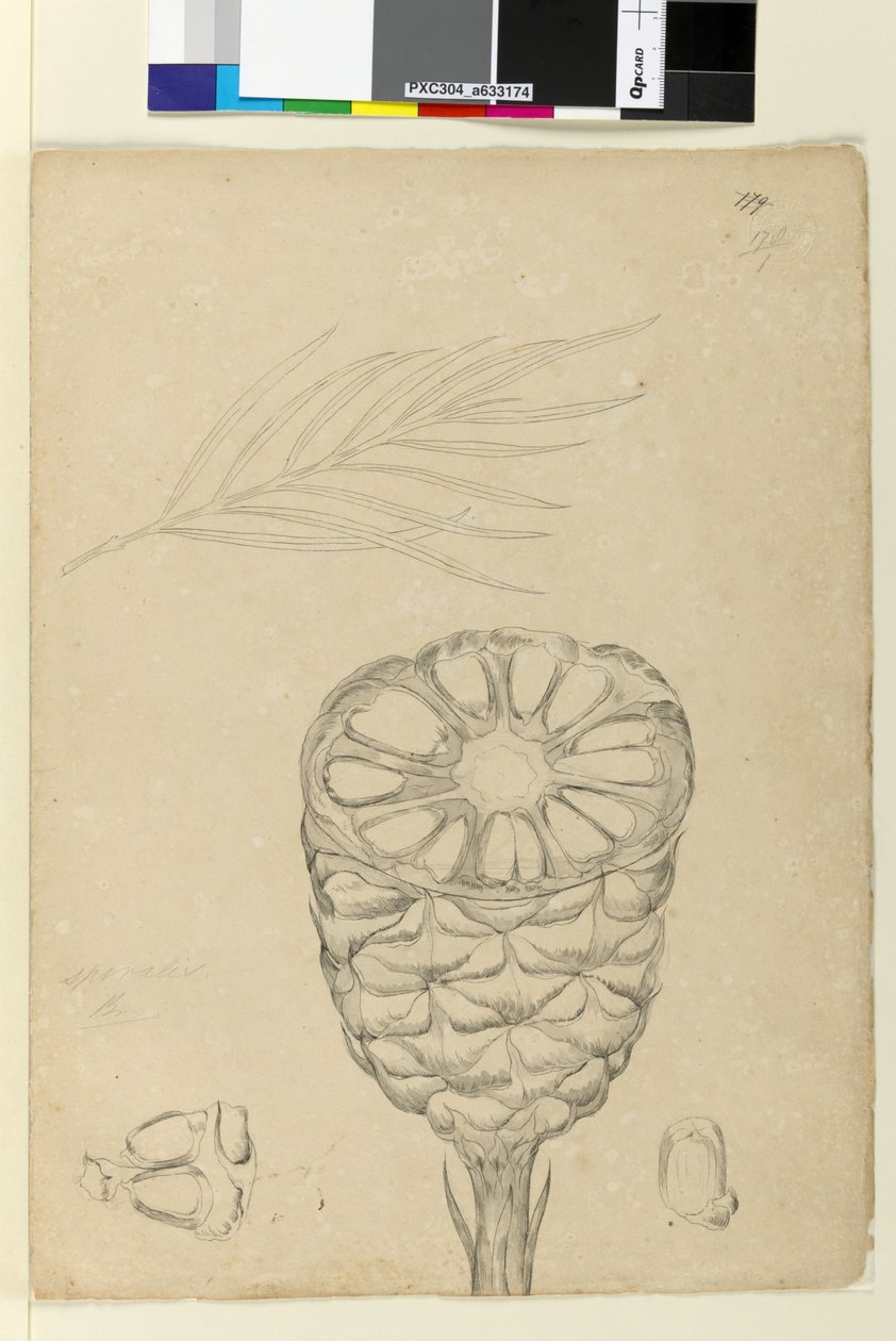 Side 178b. Spiralis, ca. 1803-06 (wc, pen, blæk og blyant) af John William Lewin