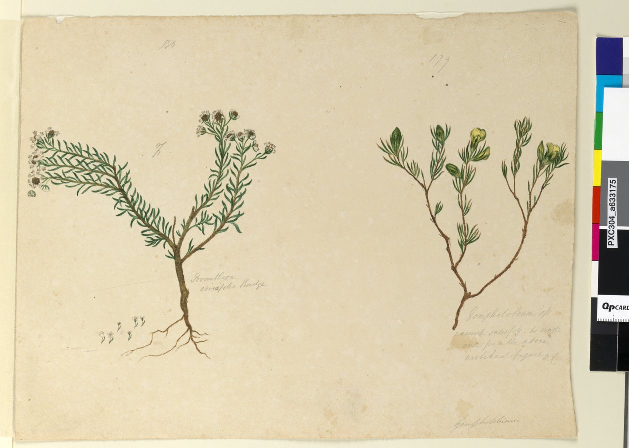 Side 179. Gompholobium; 180. Poranthera ericafolia, ca. 1803-06 (wc, kuglepen, blæk og blyant) af John William Lewin