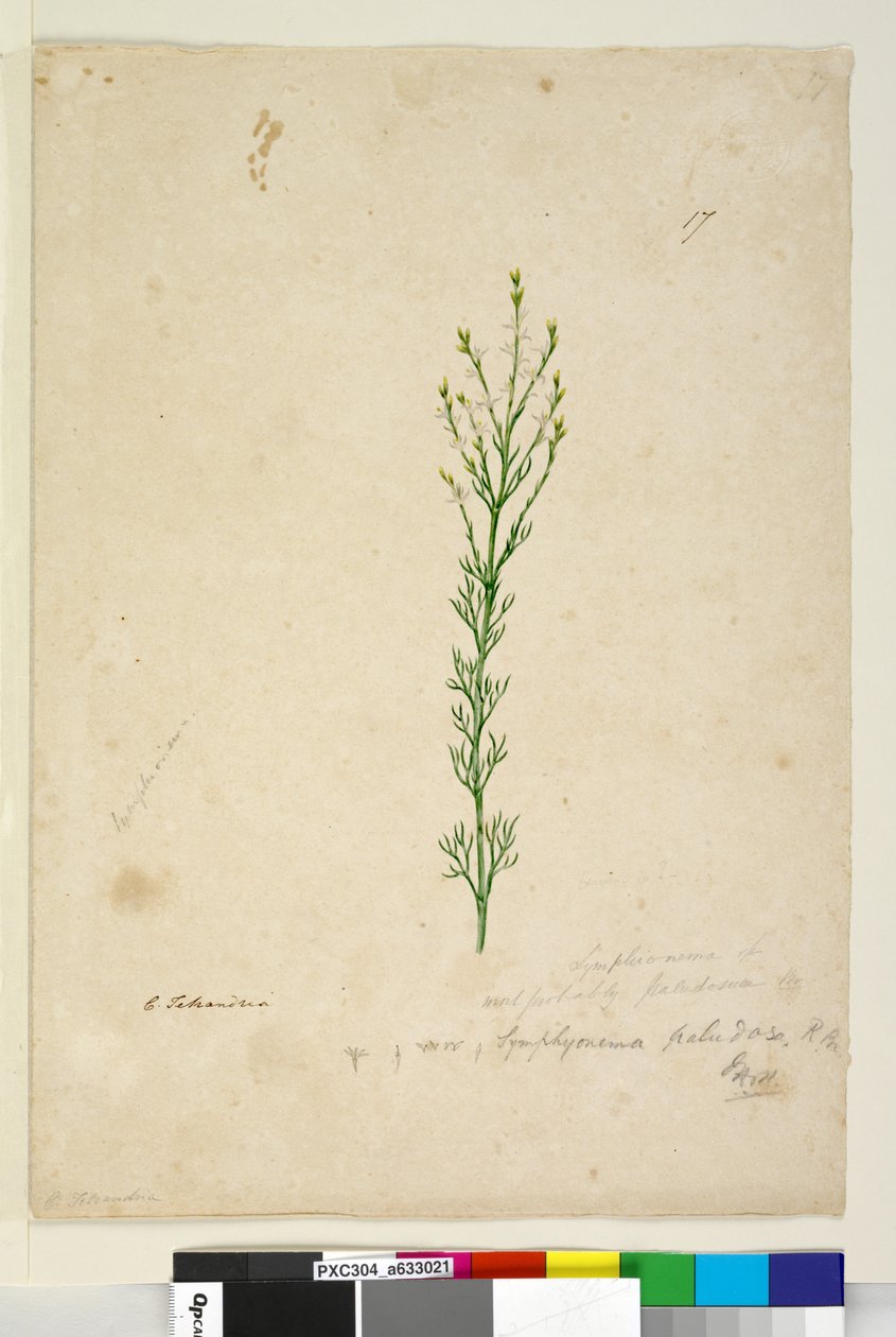 Side 17. Symphionema paludosum, c.1803-06 (wc, pen, blæk og blyant) af John William Lewin
