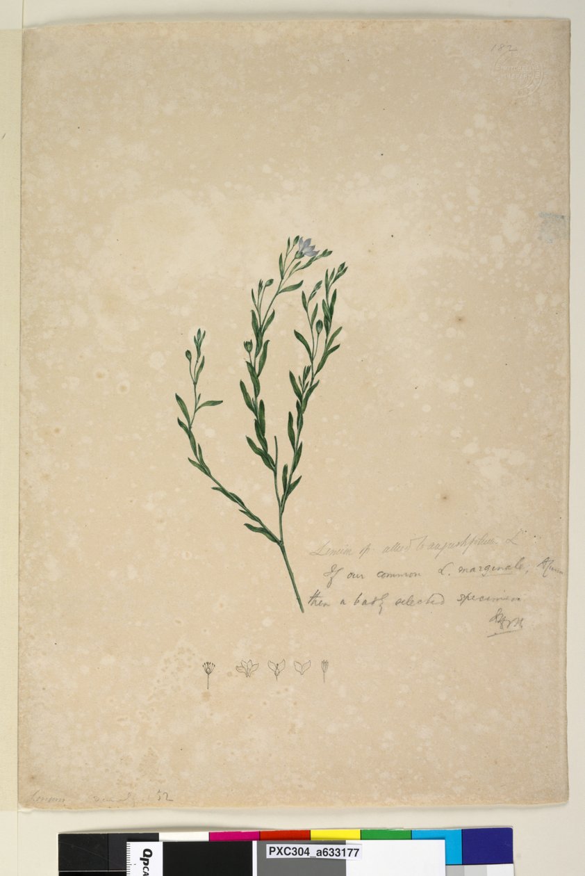 Side 182. Linum sp allied til augustifolium, c.1803-06 (wc, pen, blæk og blyant) af John William Lewin