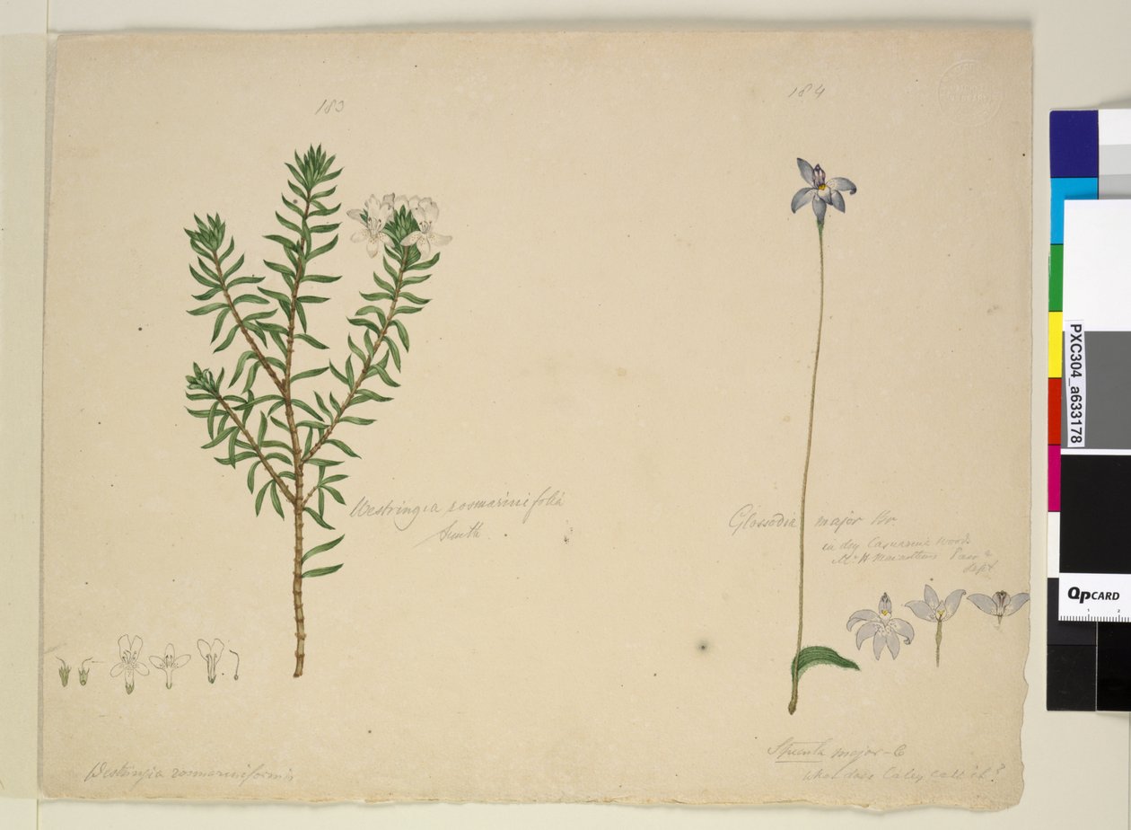 Side 183. Westringia rosmarinifolia Westringia fruiticosa; 184. Glossodia major, ca. 1803-06 (wc, pen, blæk og blyant) af John William Lewin