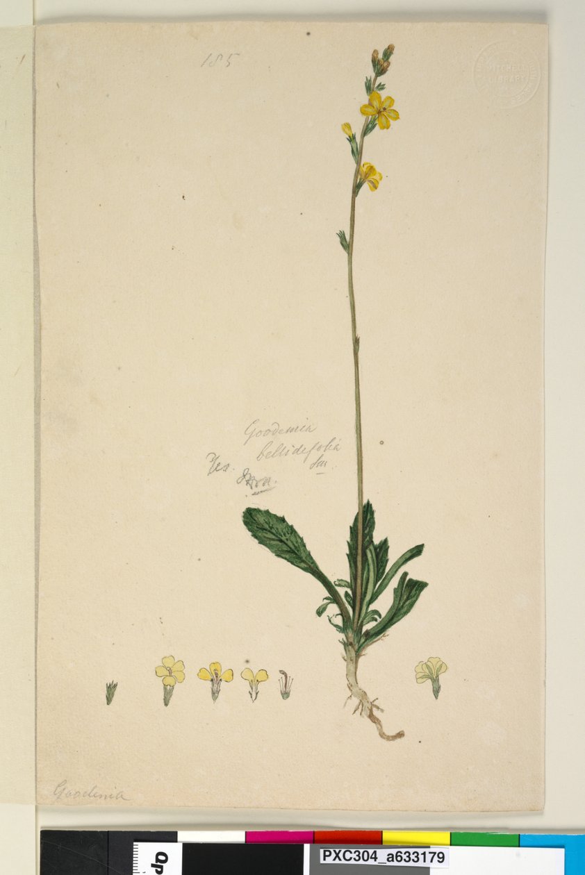 Side 185. Goodenia bellidifolia, ca. 1803-06 (wc, kuglepen, blæk og blyant) af John William Lewin
