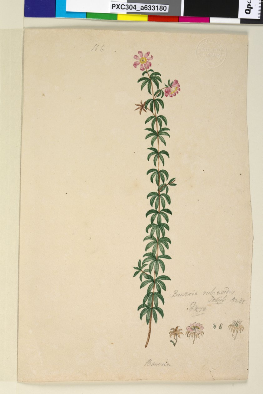 Side 186. Bauera rubioides, ca. 1803-06 (wc, kuglepen, blæk og blyant) af John William Lewin