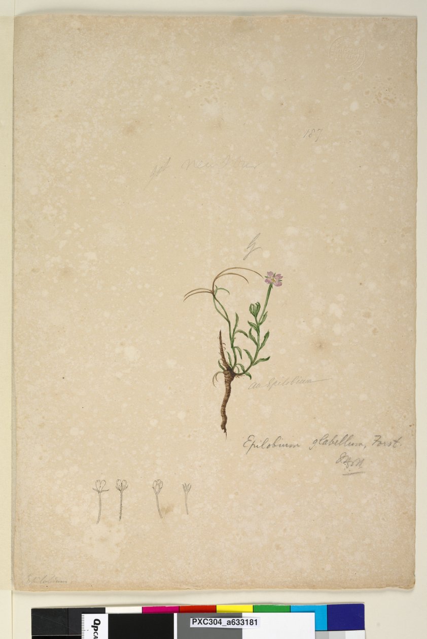 Side 187. Epilobium glabellum, ca. 1803-06 (wc, pen, blæk og blyant) af John William Lewin