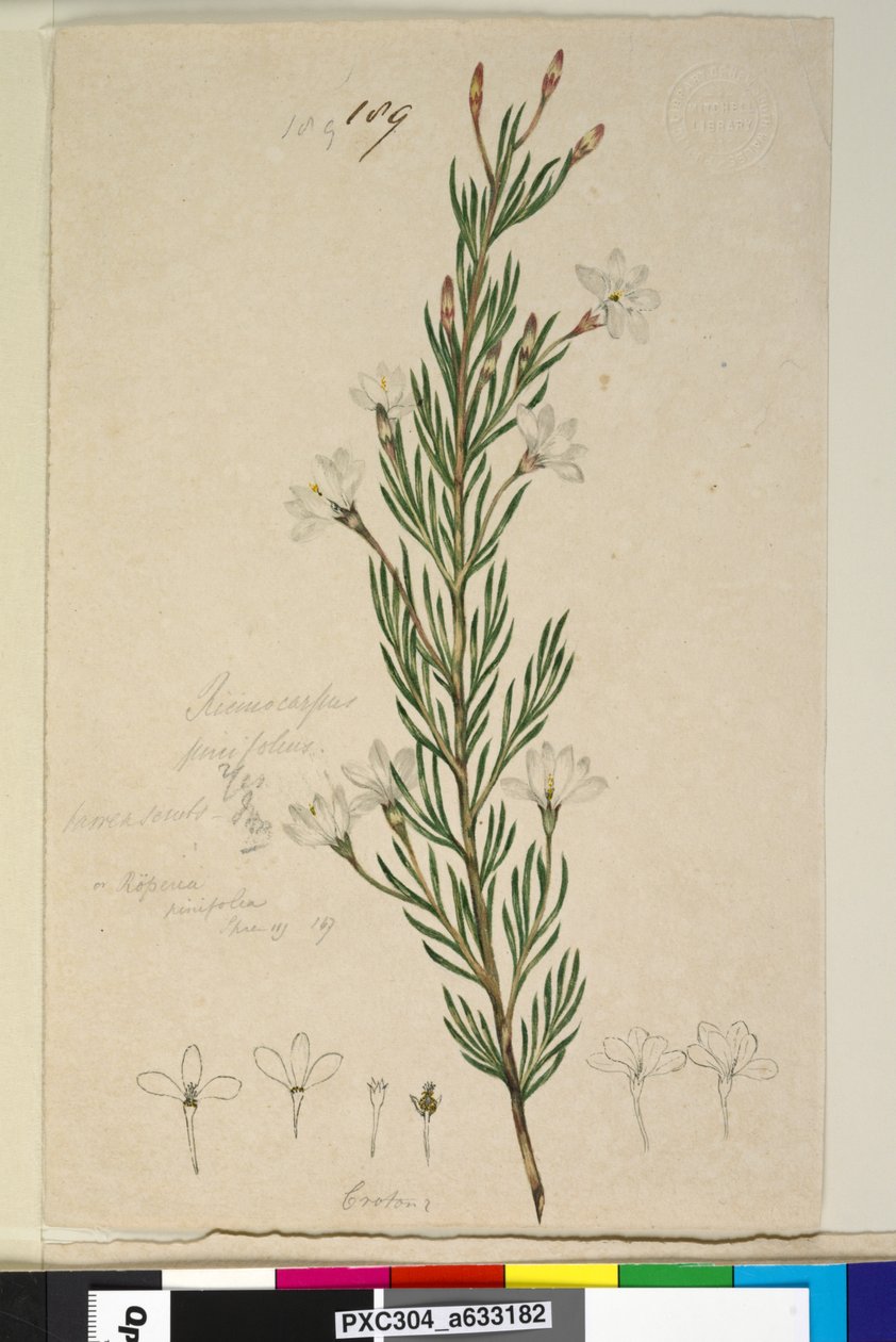 Side 189. Ricinocarpus pinifolius, ca. 1803-06 (wc, kuglepen, blæk og blyant) af John William Lewin