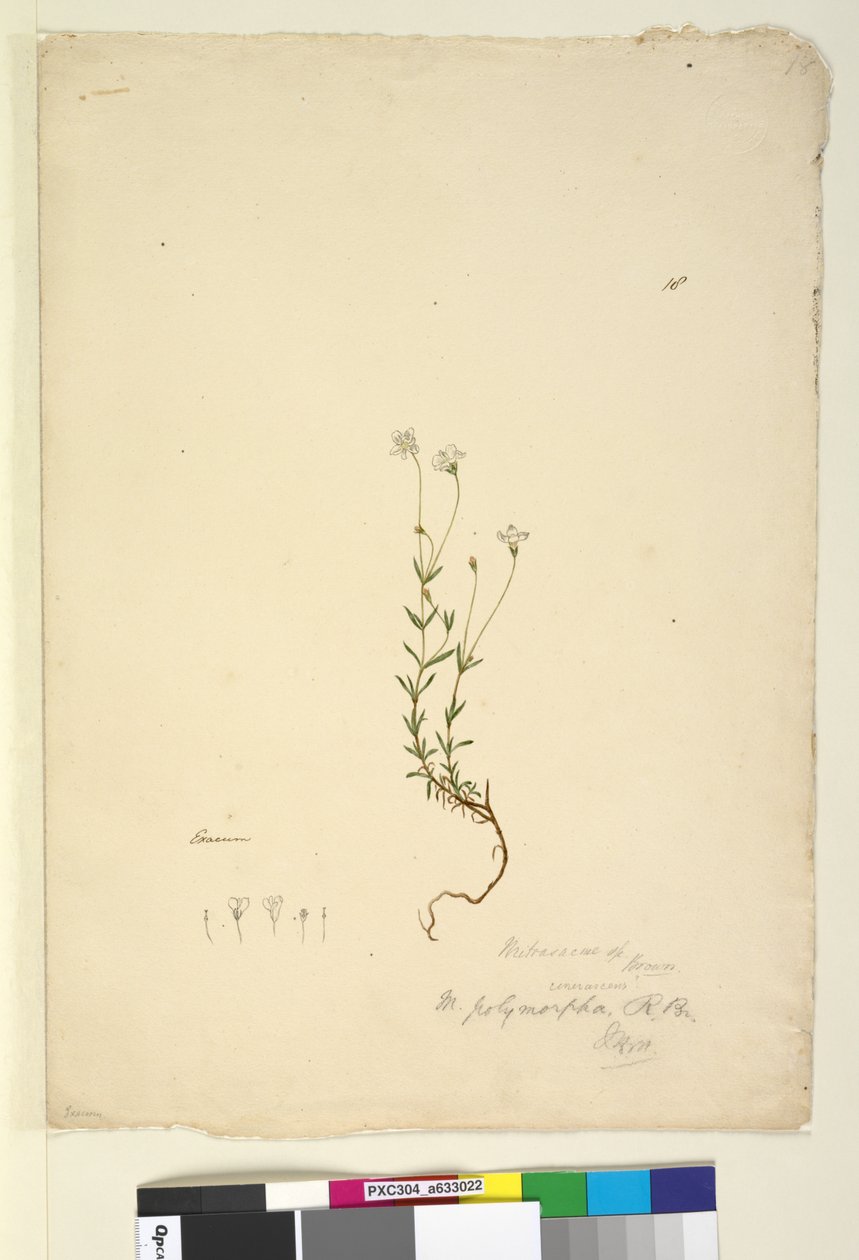 Side 18. Mitrasacme polymorpha, ca. 1803-06 (wc, pen, blæk og blyant) af John William Lewin