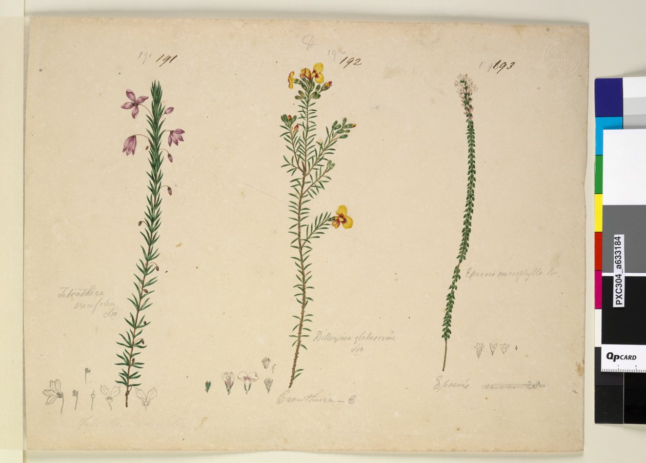 Side 191. Tetratheca ericifolia; 192. Dillwynia glaberrima; 193. Epacris microphylla, ca. 1803-06 (wc, pen, blæk og blyant) af John William Lewin