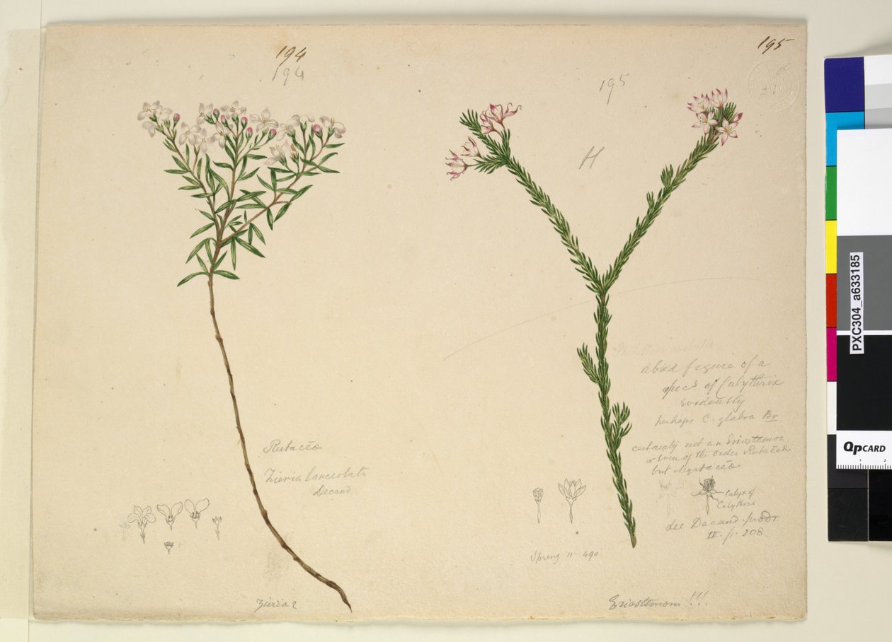 Side 194. Zieria lanceolata Zieria smithii; 195. En dårlig figur af en art af Calythrix..., ca. 1803-06 (wc, pen, blæk og blyant) af John William Lewin