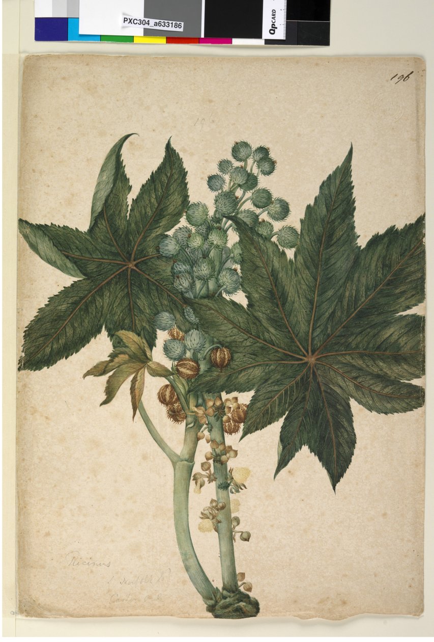 Side 196. Ricinus Ricinus communis, ca. 1803-06 (wc, kuglepen, blæk og blyant) af John William Lewin