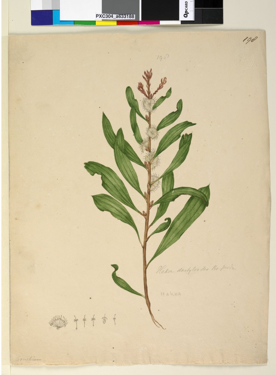 Side 198. Hakea dactyloides, ca. 1803-06 (wc, pen, blæk og blyant) af John William Lewin