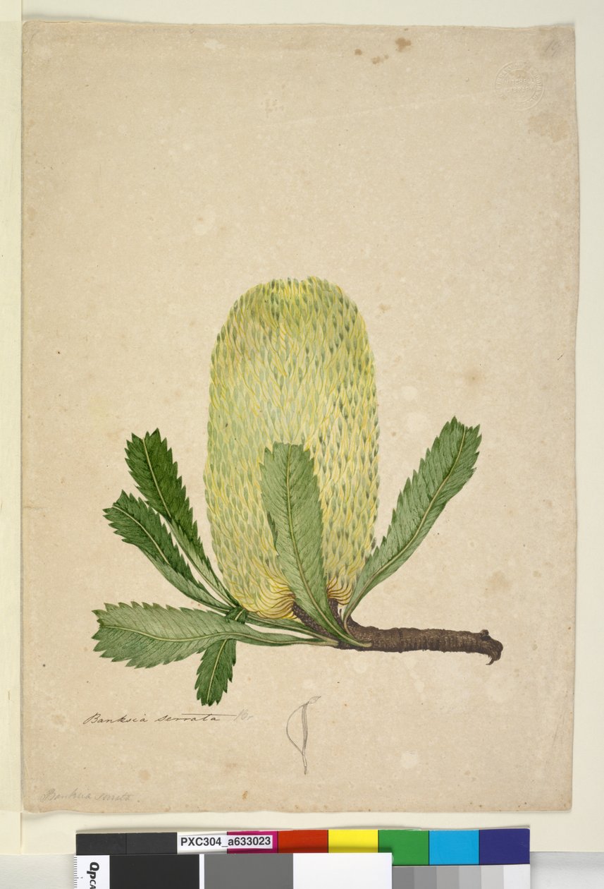 Side 19. Banksia serrata, ca. 1803-06 (wc, pen, blæk og blyant) af John William Lewin