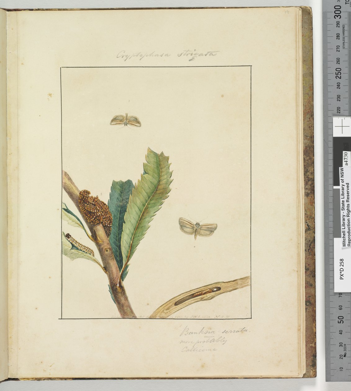 Side 19. Plade 5 Cryptophasa Strigata, 1803-04 (håndfarvede ætsetryk) af John William Lewin