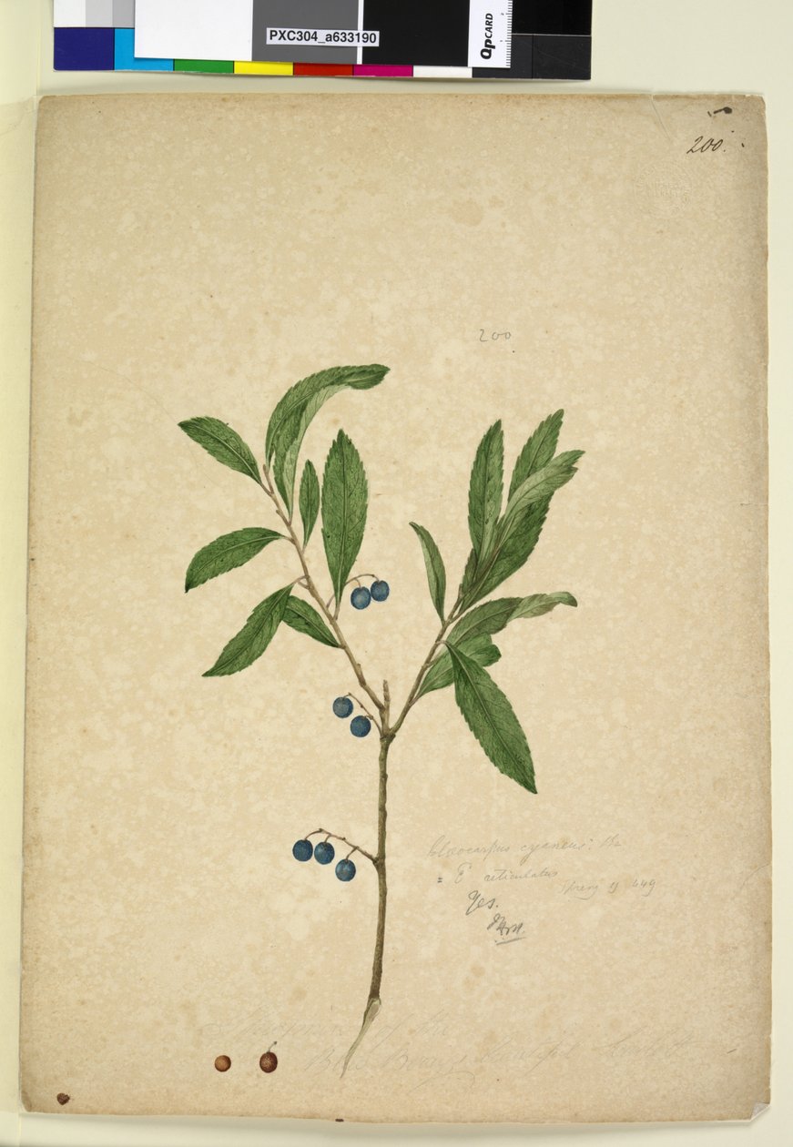 Side 200. Elaeocarpus reticulatus, c.1803-06 (wc, pen, blæk og blyant) af John William Lewin