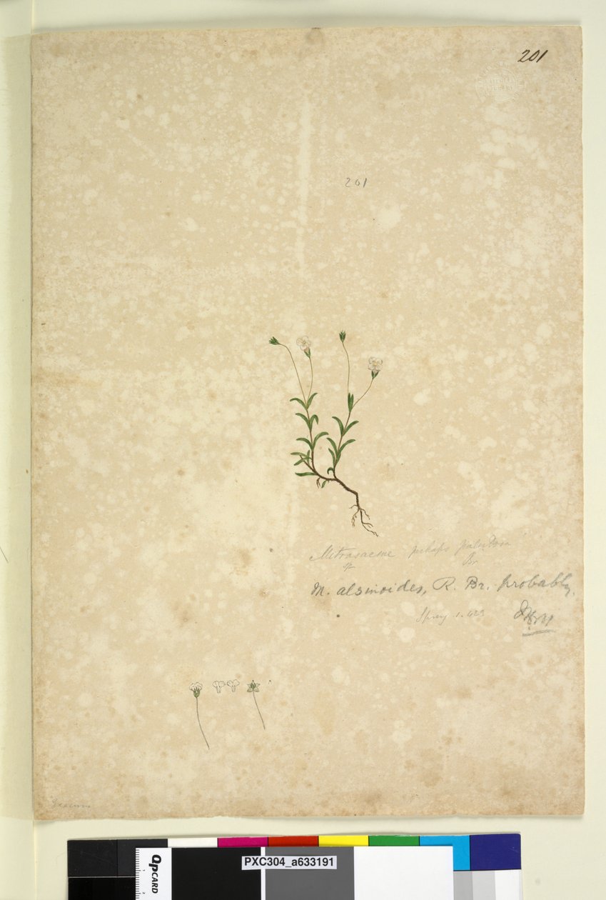 Side 201. Mitrasacme alsinoides, c.1803-06 (wc, pen, blæk og blyant) af John William Lewin