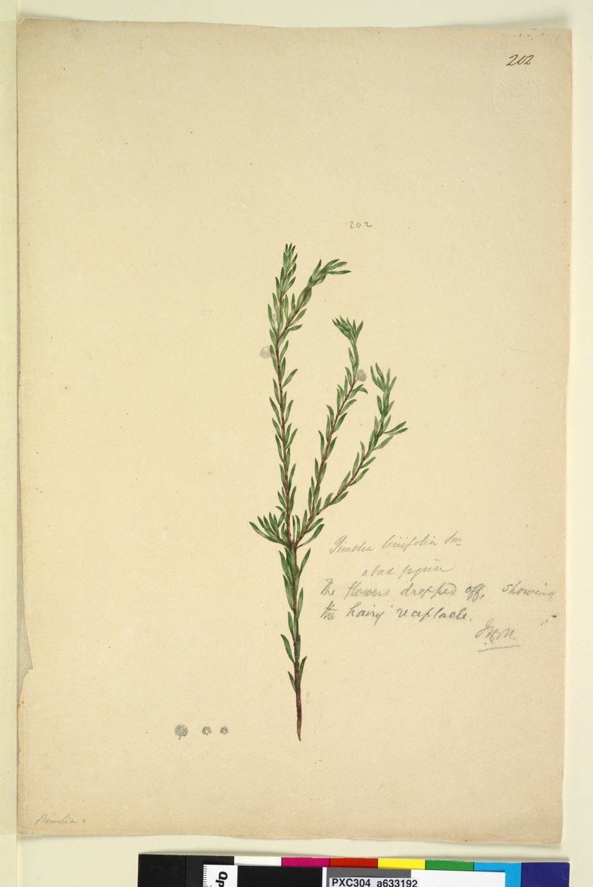 Side 202. Pimelia linifolia, ca. 1803-06 (wc, kuglepen, blæk og blyant) af John William Lewin
