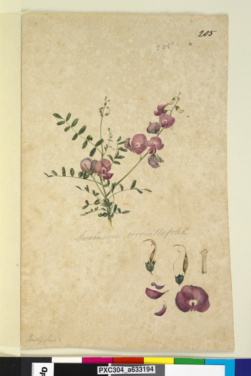 Side 205. Swainsona, ca. 1803-06 (wc, pen, blæk og blyant) af John William Lewin