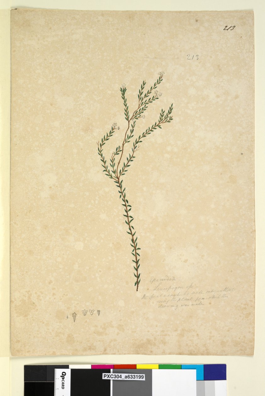 Side 213. EpacrideaeLeucopogon sp., ca. 1803-06 (wc, pen, blæk og blyant) af John William Lewin