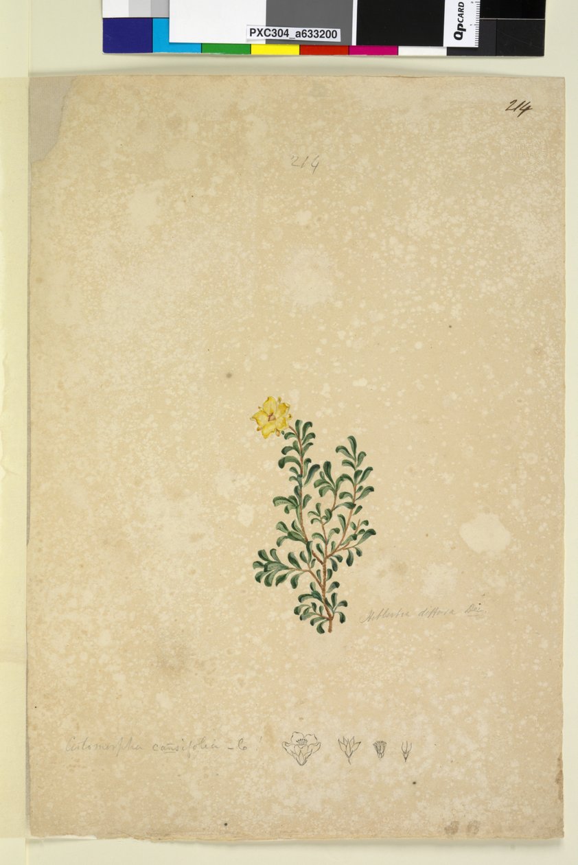 Side 214. Hibbertia diffusa, c.1803-06 (wc, pen, blæk og blyant) af John William Lewin