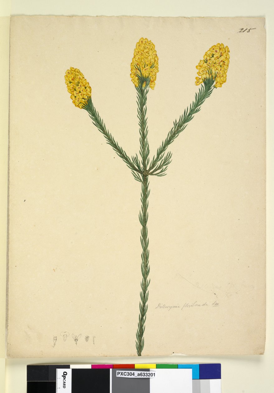 Side 215. Dillwynia floribunda, ca. 1803-06 (wc, kuglepen, blæk og blyant) af John William Lewin