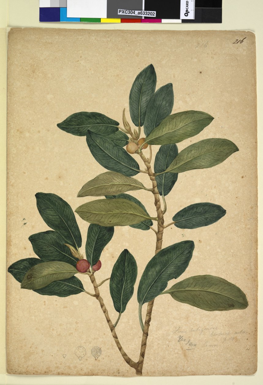 Side 216. Ficus rubiginosa, ca. 1803-06 (wc, kuglepen, blæk og blyant) af John William Lewin