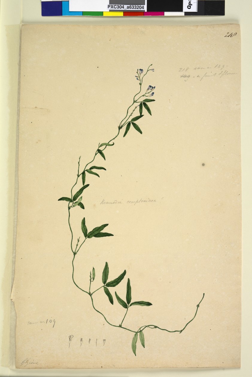 Side 218. Kennedia comptoniana Hardenbergia comptoniana, c.1803-06 (wc, pen, blæk og blyant) af John William Lewin