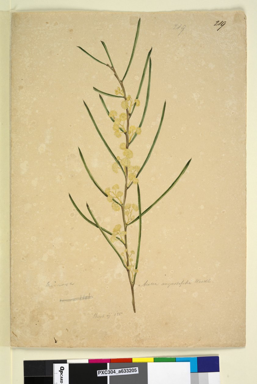 Side 219. Acacia angustifolia, ca. 1803-06 (wc, kuglepen, blæk og blyant) af John William Lewin