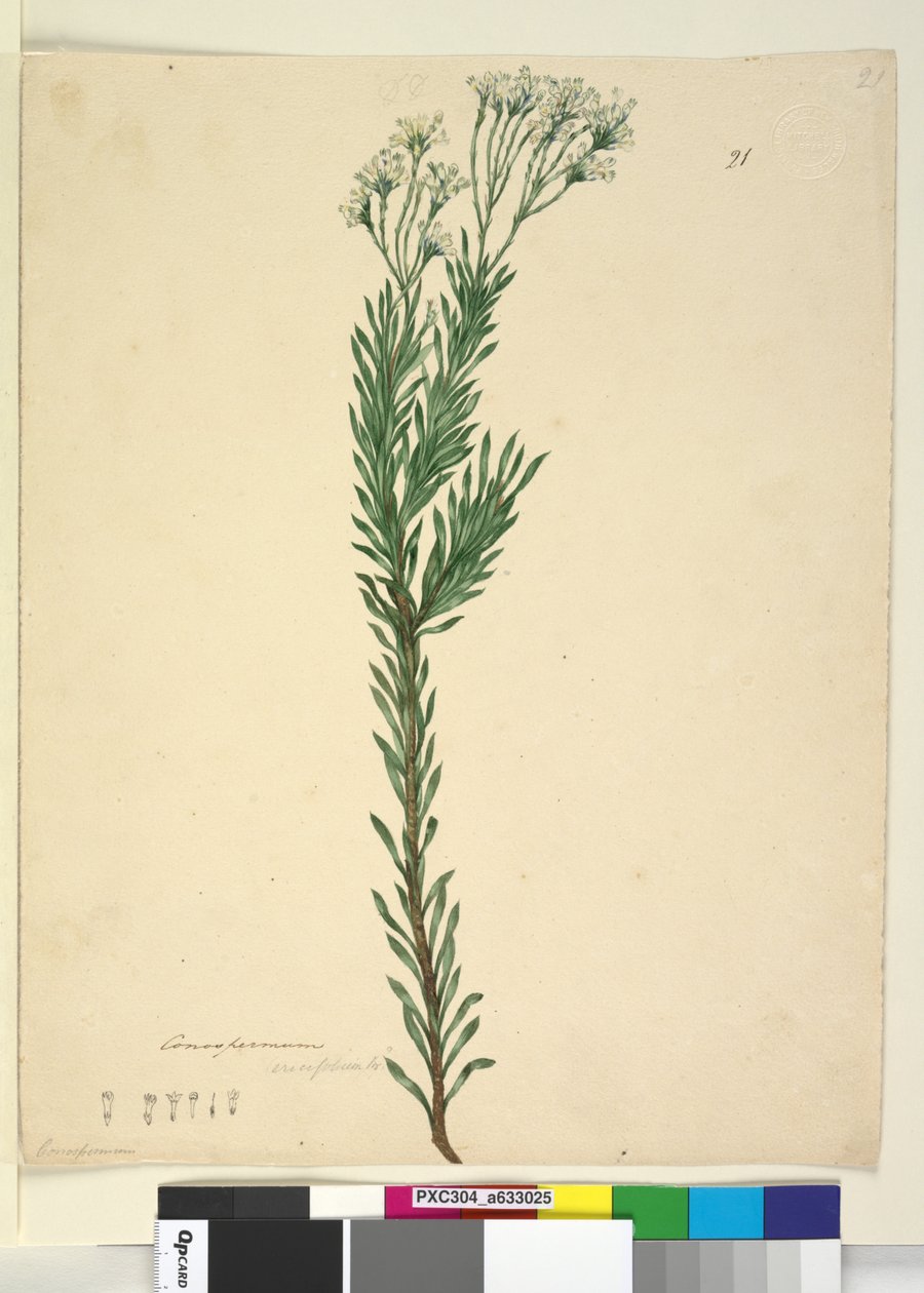 Side 21. Conospermum ericifolium, c.1803-06 (wc, pen, blæk og blyant) af John William Lewin