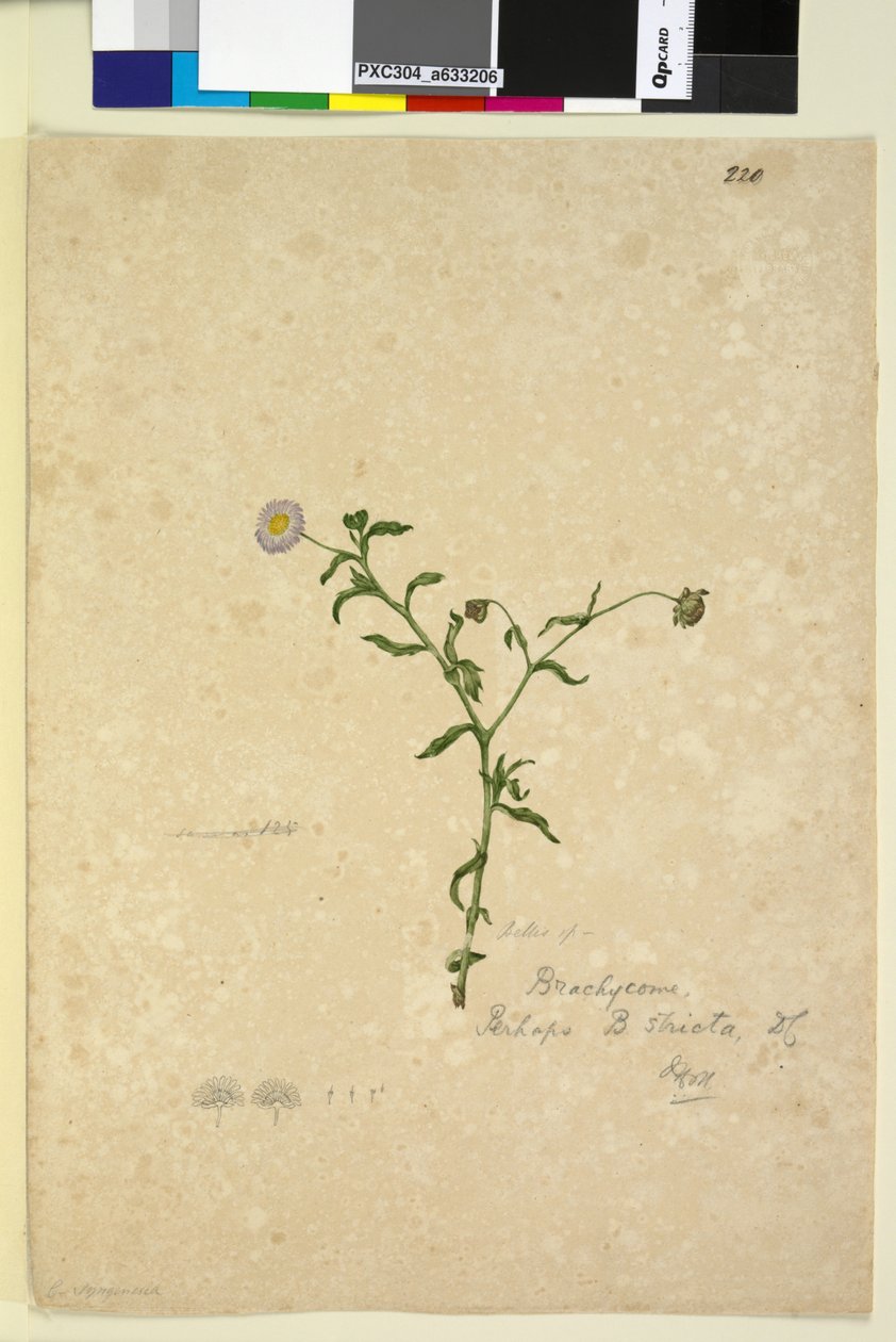 Side 220. Brachycome multifida, c.1803-06 (wc, pen, blæk og blyant) af John William Lewin