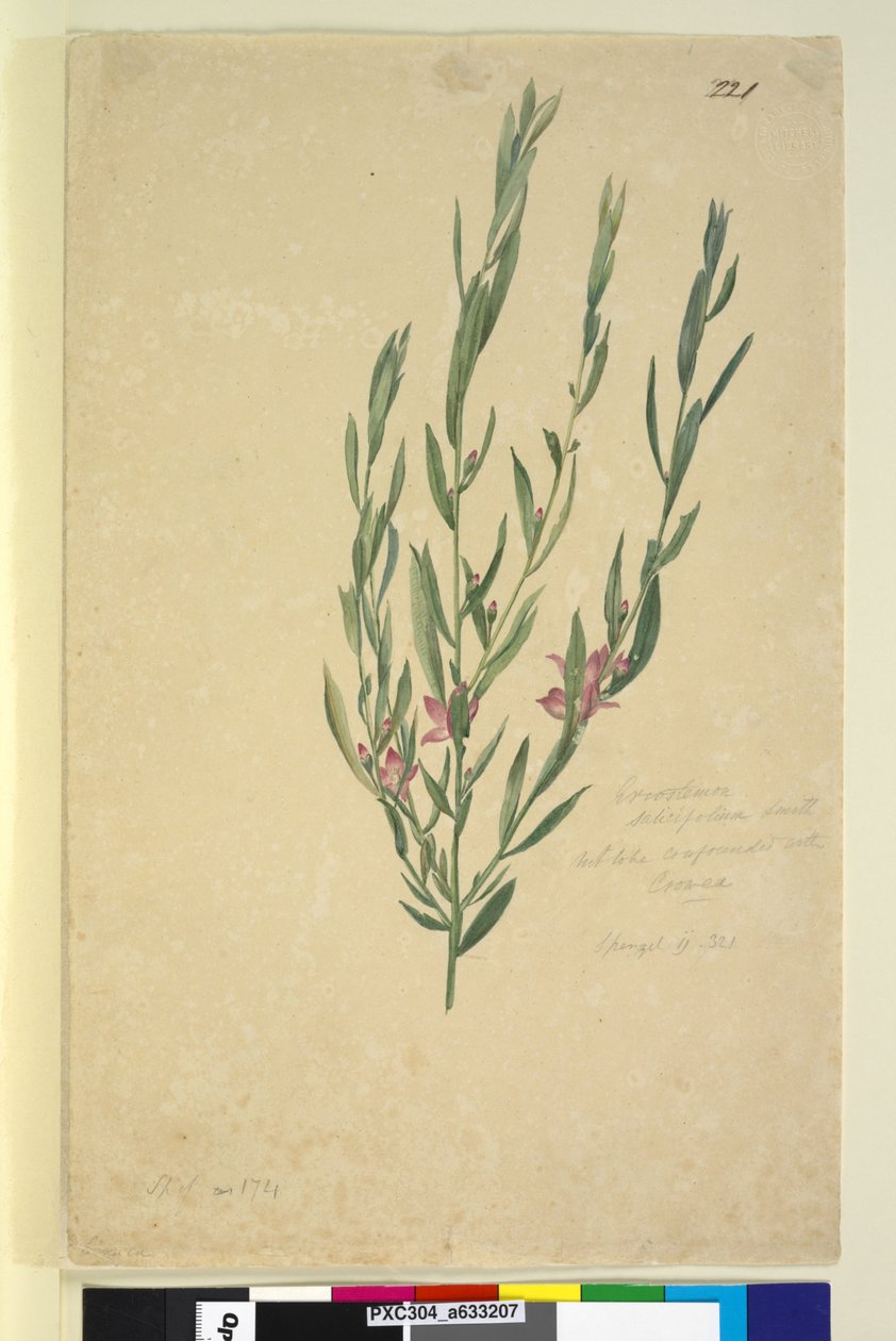 Side 221. Eriostemon, ca. 1803-06 (wc, pen, blæk og blyant) af John William Lewin